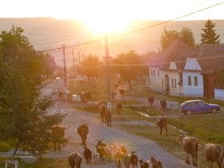 Eine Herde aus Kühen und Ziegen trottet die Dorfstraße von Weißkirch hinunter