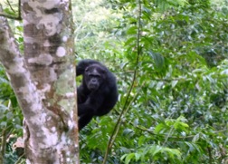Ein Schimpanse hält sich am Stamm eines riesigen Baumstammes fest