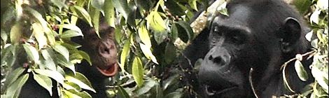 Eine Schimpansenmutter spielt im Blätterwerk mit ihrem Baby