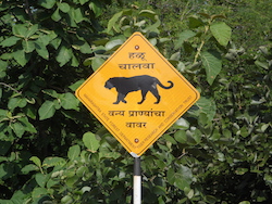 Straßenschild - Vorsicht Tiger kreuzen