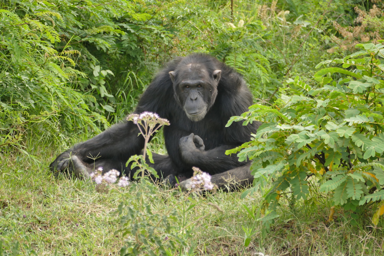 Schimpansen in Kenia - Foto: Susanna Hagen, respontour