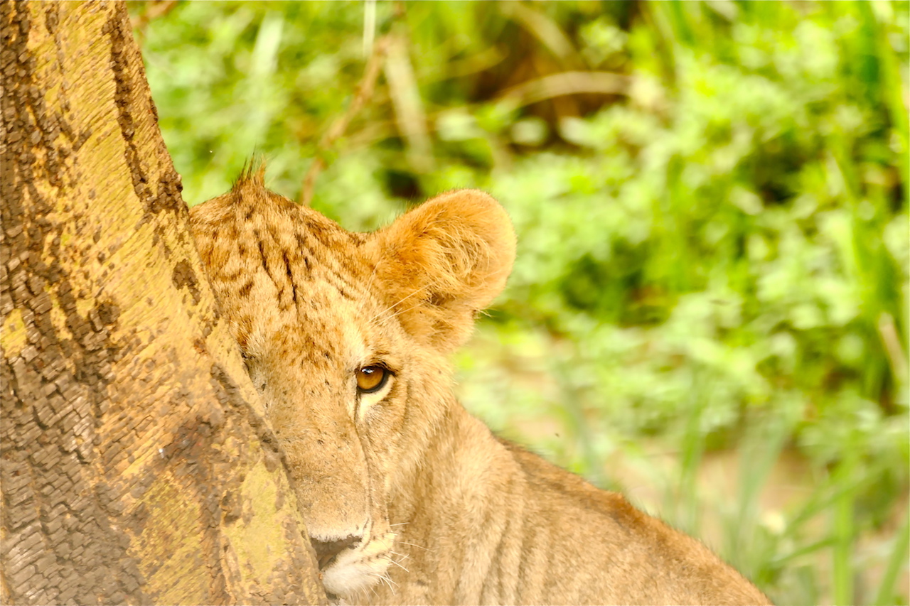 Löwe in Kenia - Foto: Susanna Hagen, respontour