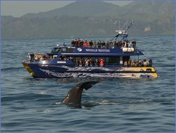 Ganz nah dran am Wal, aber mit Respekt und Verstand. (Fotos: Whale Watch Kaikoura http://www.whalewatch.co.nz/)