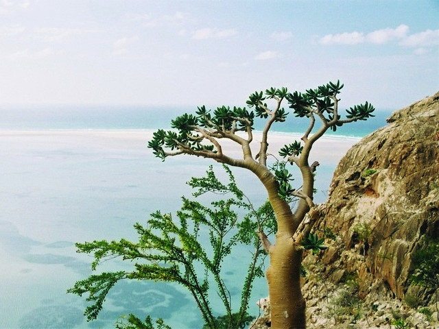 Schroffe Felsküsten und die typische Vegetation mit Drachenbäumen über strahlend blauem Meer in Sokotra/Jemen