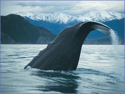 Gewaltige Meeresbewohner vor majestätischer Kulisse - Walbeobachtung in Neuseeland (Fotos: Whale Watch Kaikoura http://www.whalewatch.co.nz/) 
